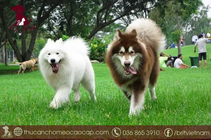 Giá Chó Alaska Từ 50 Đến 60 Triệu Đồng