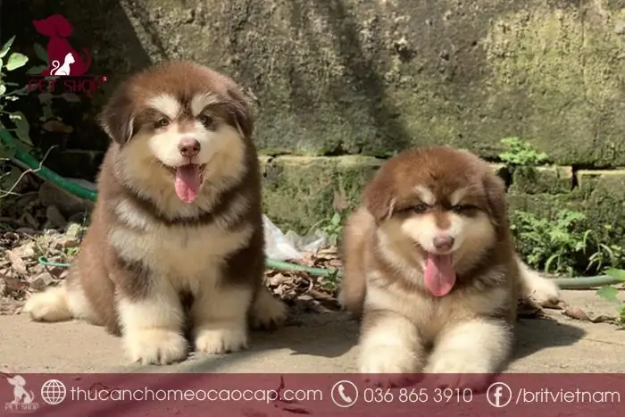 Giá Chóalaska Từ 15 Đến 25 Triệu Đồng