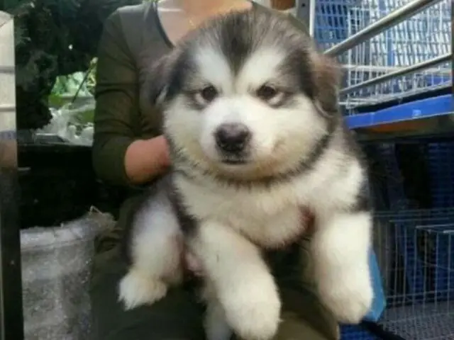 Kinh Nghiệm Mua Chó Alaska Thuần Chủng