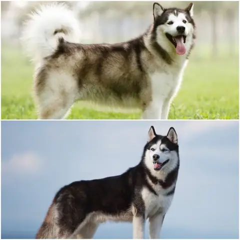 Nhìn Vào Đuôi Để Phân Biệt Alaska Và Husky