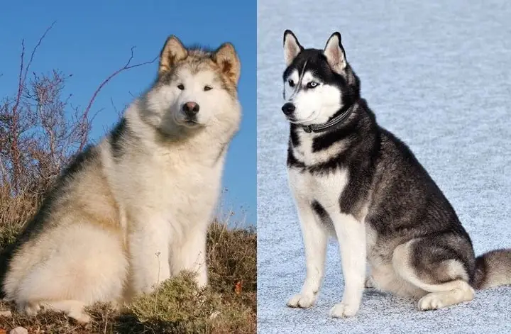Gương Mặt Của Chó Alaska Và Husky