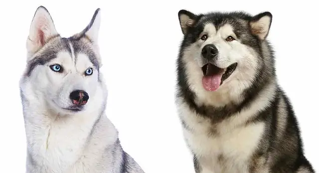 Chó Alaska Khác Husky Ở Bộ Lông