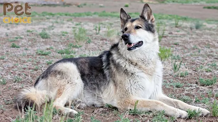 Chó Alaska Lai Becgie Đức (alaskan Shepherd) Chó Alaska Lai Becgie Đức (alaskan Shepherd)