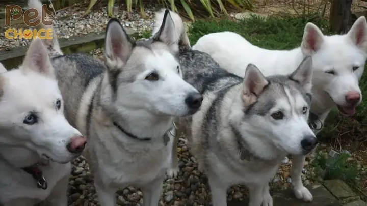 Chó Alaska Lai Siberian Husky (huskamute) Chó Alaska Lai Siberian Husky (huskamute)