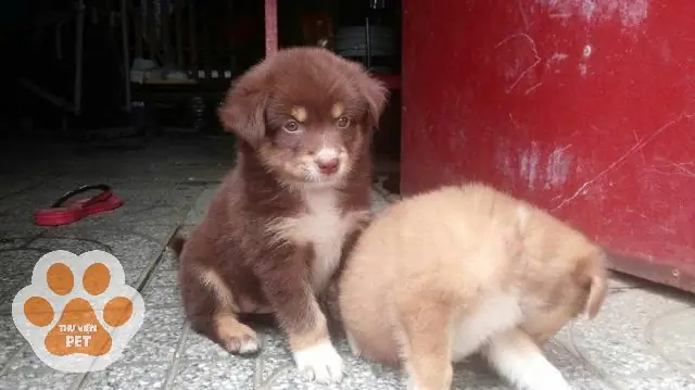 Chó Alaska Lai Nhật Chó Alaska Lai Nhật