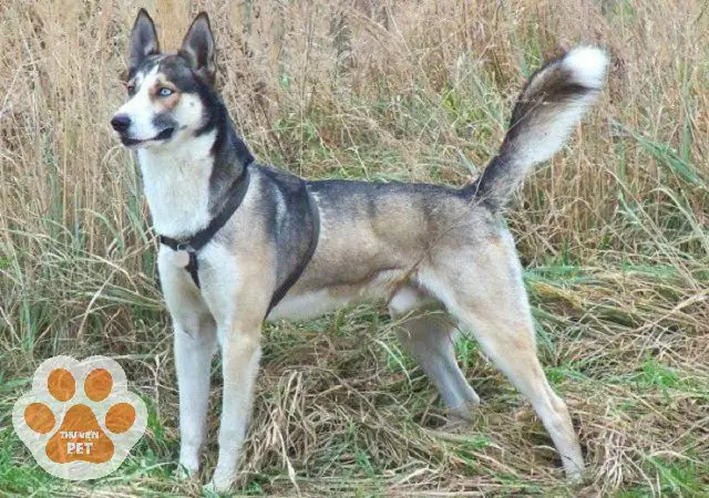 Chó Alaska Lai Husky Chó Alaska Lai Husky