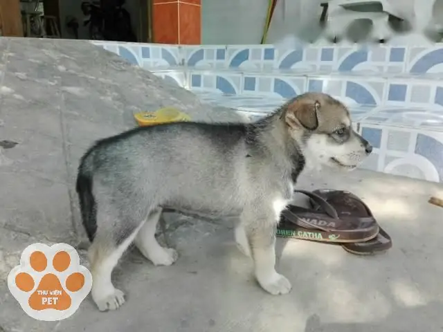 Chó Alaska Lai Chó Ta Chó Alaska Lai Chó Ta