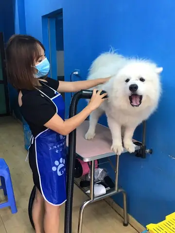 Co Chu Mat Pet Family Tu Tinh Yeu Cho Meo Toi Thuong Hieu Thu Cung Noi Tieng