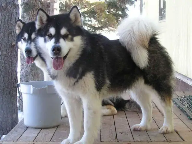 Giá Bán Chó Alaska Trắng Đen