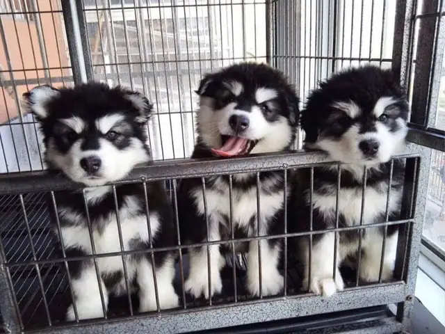 Chó Alaska Trắng Đen