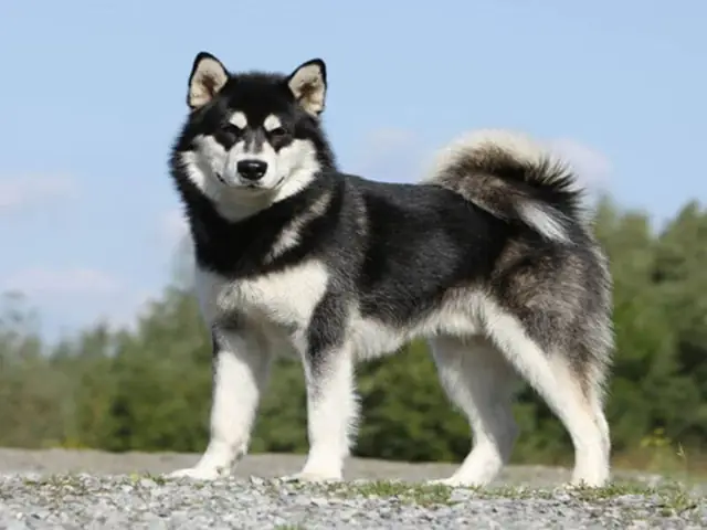 Giới Thiệu Chó Alaska Trắng Đen