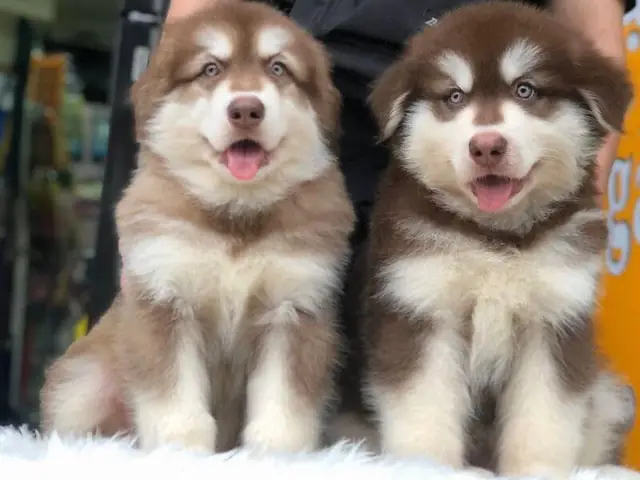 Giá Bán Chó Alaska Màu Nâu Đỏ