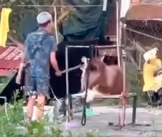 Du Khách Đòi Tẩy Chay Dịch Vụ Chụp Hình Với Chó Du Khách Đòi Tẩy Chay Dịch Vụ Chụp Hình Với Chó