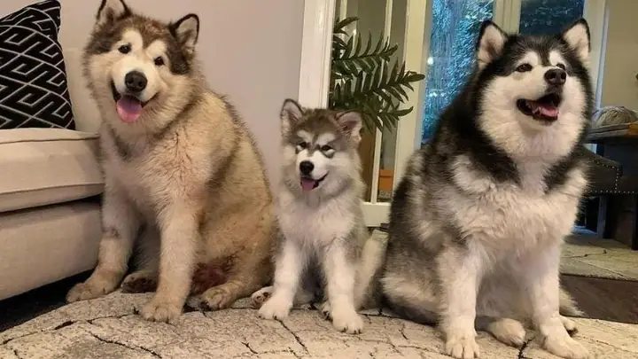 Các Màu Lông Chó Alaska Phổ Biến