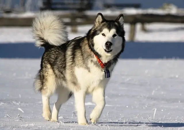 Chã³ Alaska Malamute