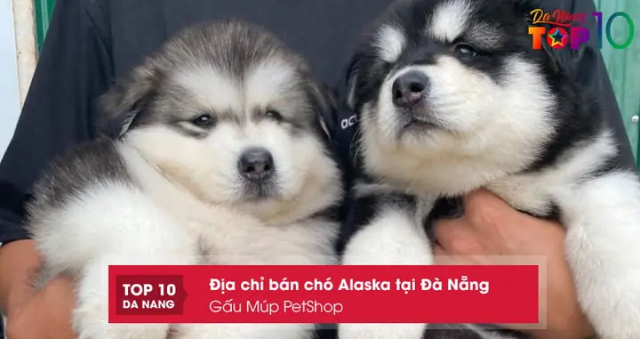 Gấu Múp Petshop