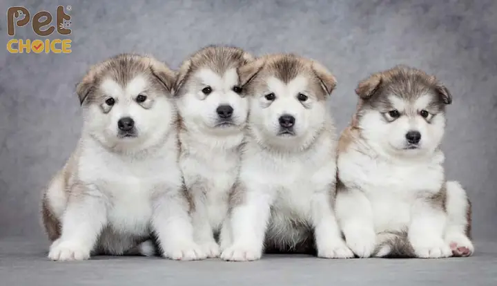 Trại Chó Alaska Hương Lúa