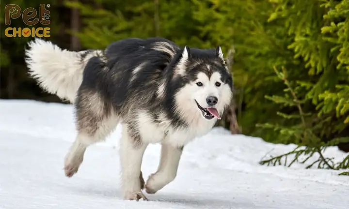 Tiêu Chí Lựa Chọn Địa Điểm Bán Chó Alaska Uy Tín