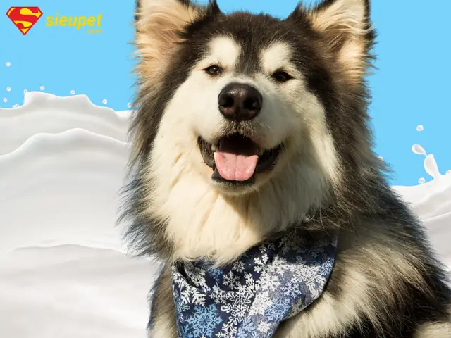 Hướng Dẫn Cách Cho Chó Alaska Uống Sữa Đúng Cách