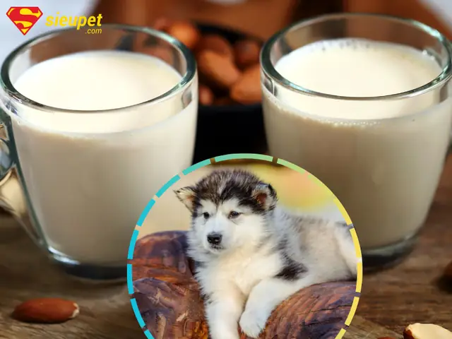 Khi Nào Không Nên Cho Chó Alaska Uống Sữa?