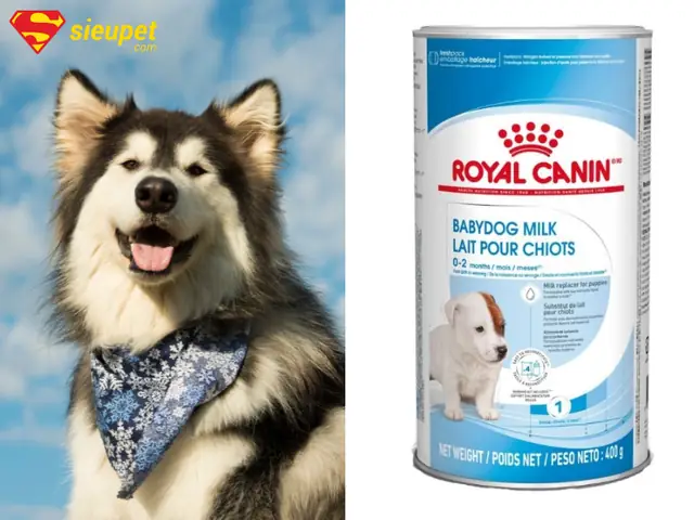 Đặc Điểm Tiêu Hóa Và Dinh Dưỡng Của Chó Alaska