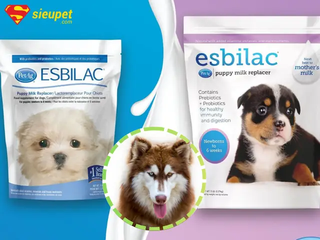 Các Loại Sữa Phổ Biến Cho Chó Alaska Hiện Nay