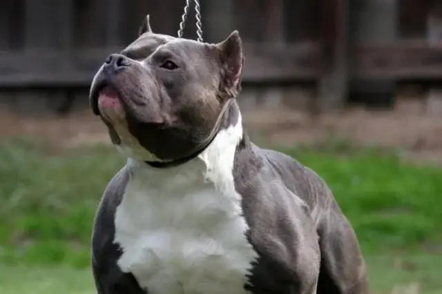 Chó American Bully Giá Bao Nhiêu? Phân Tích Chi Tiết Các Yếu Tố