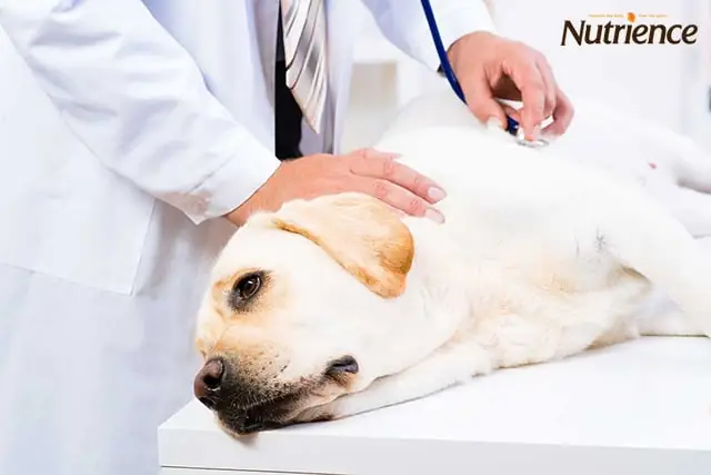 Đưa Chó Cưng Đến Thăm Khám Thú Y Đưa Chó Cưng Đến Thăm Khám Thú Y