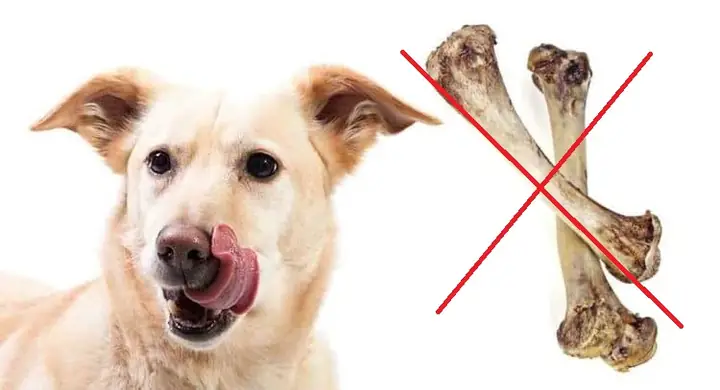 Không Cho Chó Ăn Xương Nữa Không Cho Chó Ăn Xương Nữa