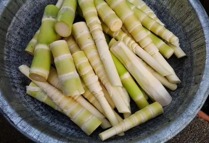 Chó Ăn Măng Được Không? Chó Ăn Măng Được Không?