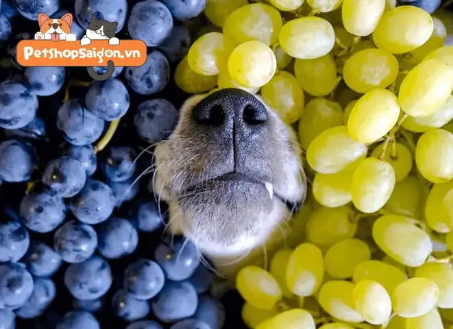 Chó Ăn Nho Khô Được Không: Những Nguy Hiểm Cần Biết