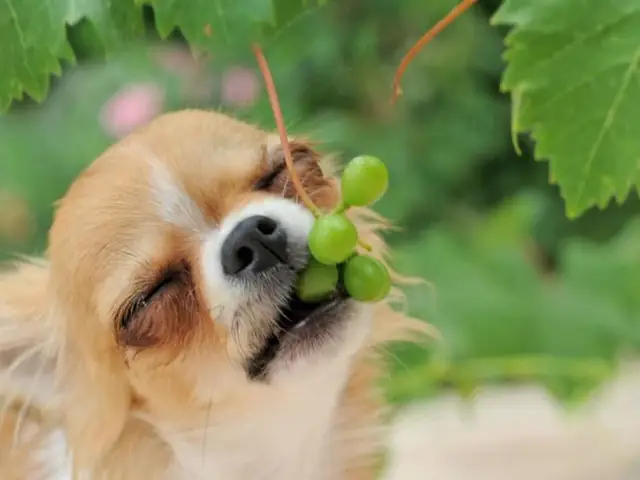 Chó Ăn Nho Khô Được Không: Những Nguy Hiểm Cần Biết