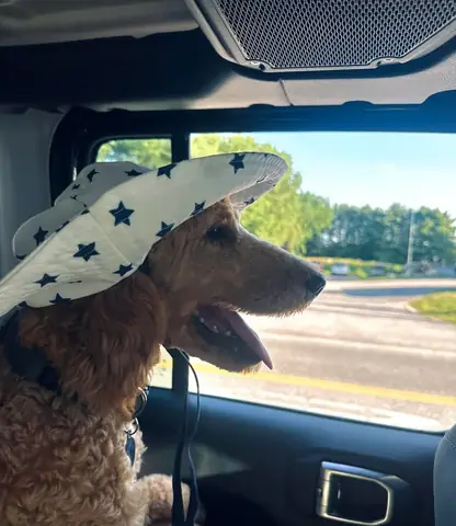 Chó Ăn Xương Gà Có Sao Không? Những Điều Bạn Nhất Định Phải Biết