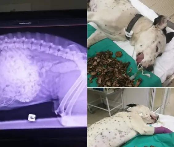 Đưa Chó Tới Phòng Khám Thú Y Uy Tín Gần Nhất Đưa Chó Tới Phòng Khám Thú Y Uy Tín Gần Nhất