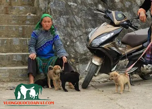 Cách Chọn Chó Bắc Hà Cách Chọn Chó Bắc Hà