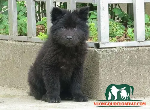 Cách Dạy Chó Bắc Hà Cách Dạy Chó Bắc Hà