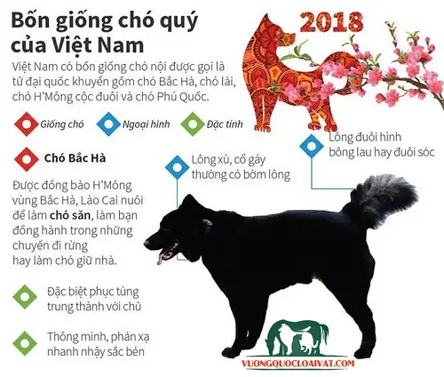 Tìm Hiểu Về Chó Bắc Hà Thuần Chủng Tìm Hiểu Về Chó Bắc Hà Thuần Chủng