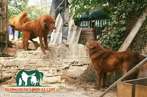 Chó Bắc Hà Nặng Bao Kg? Đặc Điểm Ngoại Hình Chó Bắc Hà Xù Chó Bắc Hà Nặng Bao Kg? Đặc Điểm Ngoại Hình Chó Bắc Hà Xù