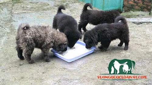 Chó Bắc Hà Ăn Gì? Chó Bắc Hà Ăn Gì?