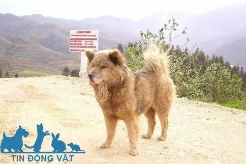 1/ Nguồn Gốc Của Chó Bắc Hà