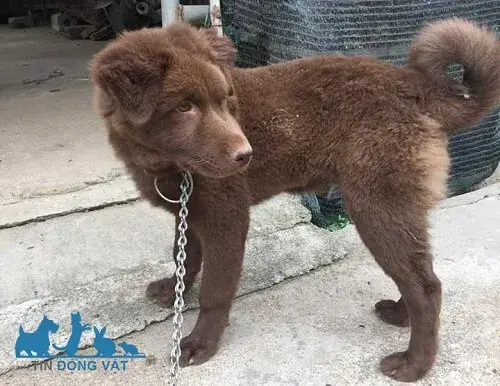 3/ Lông Xù Nhiều Màu