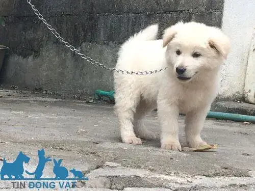 7/ Giá Chó Bắc Hà Bao Nhiêu?