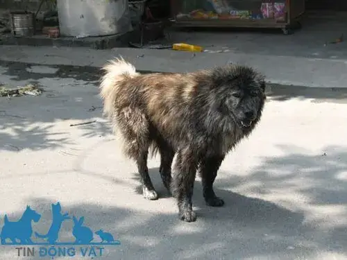 3/ Chó Bắc Hà Có Khôn Không? Chó Bắc Hà Có Dữ Không?