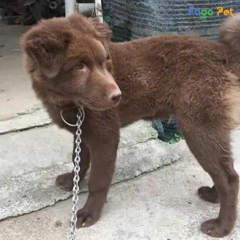 Cách Huấn Luyện Chó Bắc Hà Nâng Cao