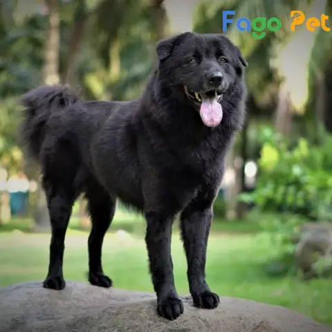 Giới Thiệu Chung Về Ngoại Hình Chó Bắc Hà Đen Tuyền