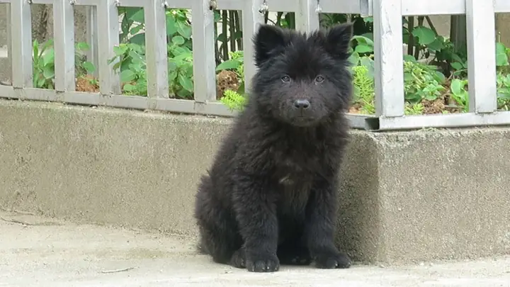 Màu Sắc Của Chó Bắc Hà