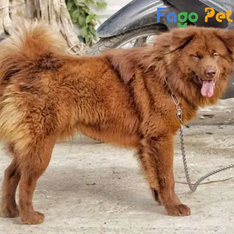 Giới Thiệu Chung Về Ngoại Hình Chó Bắc Hà Đỏ