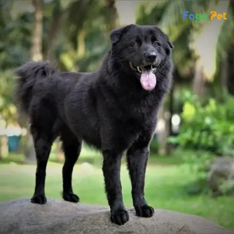 Ưu Điểm Khi Lựa Chọn Mua Chó Bắc Hà Tại Fago Pet Ưu Điểm Khi Lựa Chọn Mua Chó Bắc Hà Tại Fago Pet