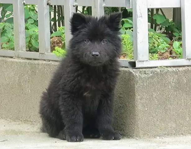 Chó Bắc Hà Thuần Chủng Chó Bắc Hà Thuần Chủng