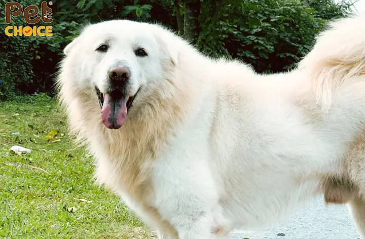 Chăm Sóc Lông Chăm Sóc Lông